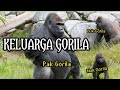 KELUARGA GORILA PAK GORILA BUK GORILA NAK GORILA