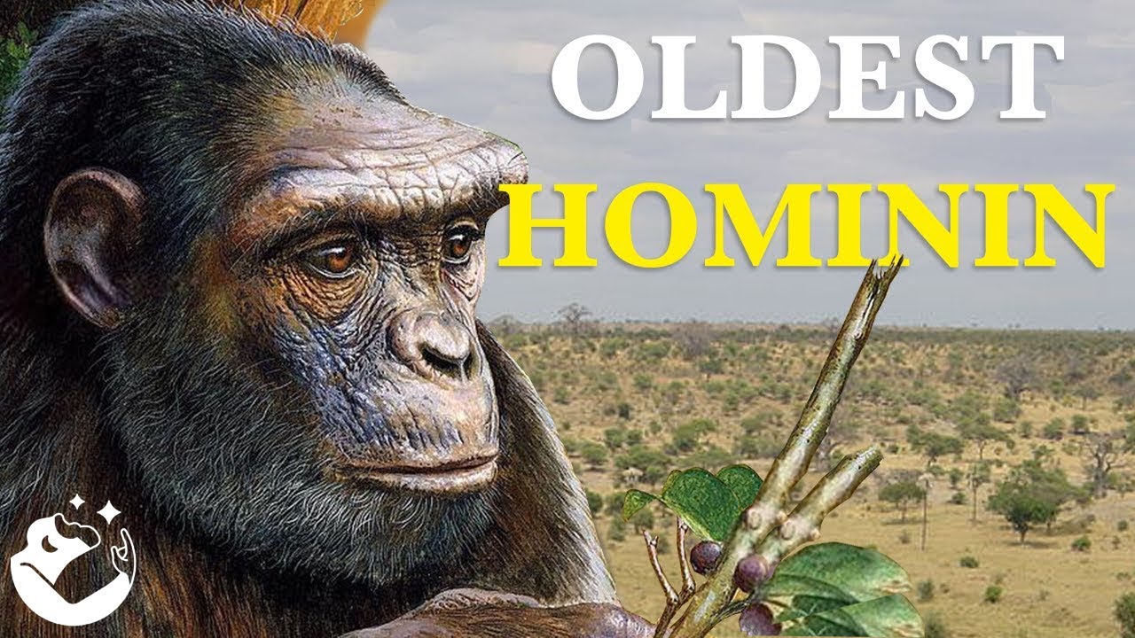 Who were the first hominins? Zandex