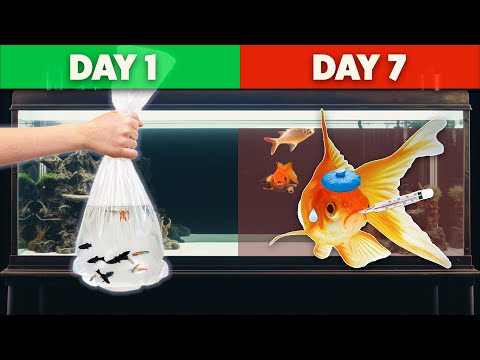 How to STOP Your Fish From DYING – Avoid These Deadly Mistakes!