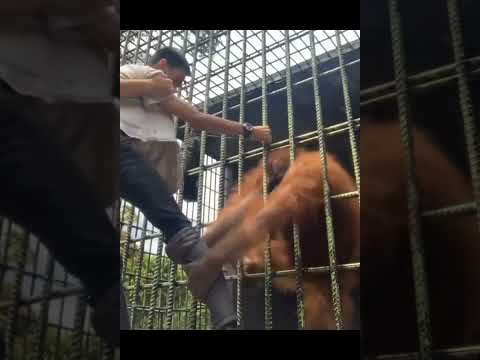 Orangutan Attacks Human.