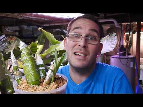 Monn. Millenium Magic 'Witchcraft' - Let's Plant and Chat :)