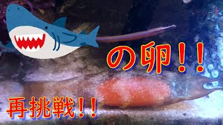 ヒョウザメの卵の育成に再挑戦します！！
