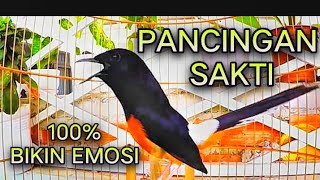 Download lagu Cukup Sekali Pancing, Murai Batu Anda Bakal Langsung Emosi! Pancingan burung murai batu gacor EMOSI  mp3