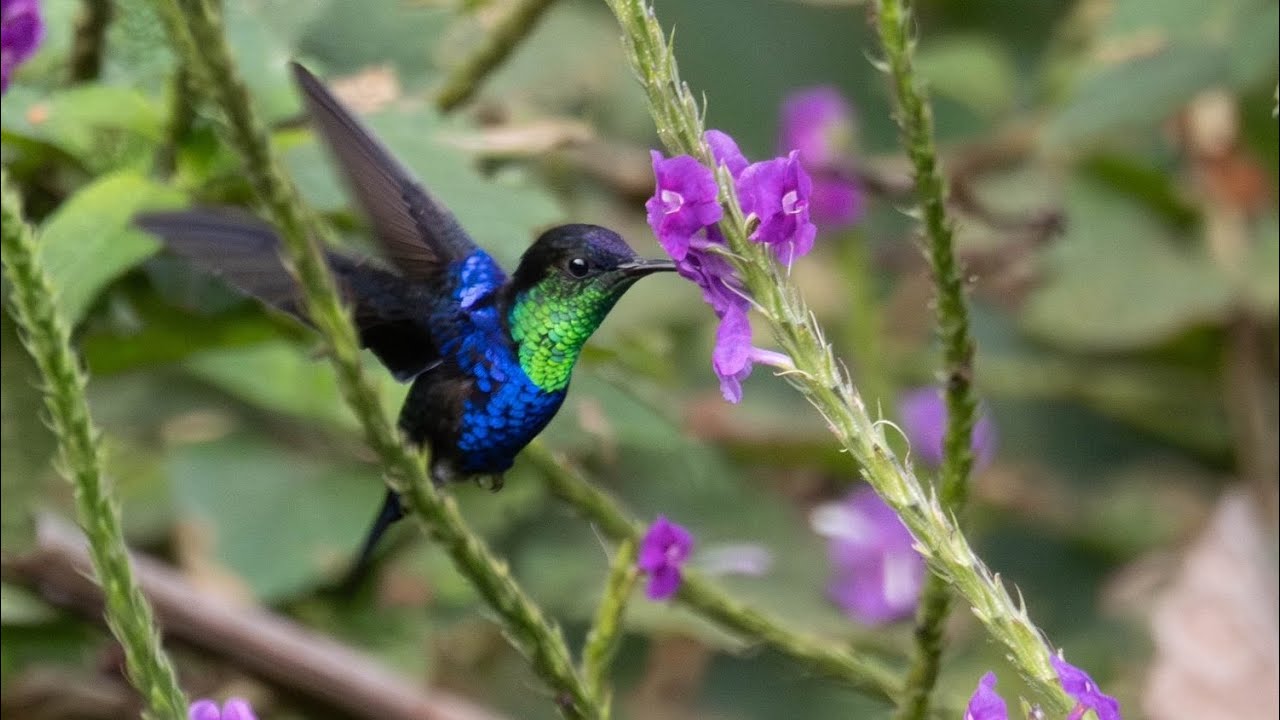 Birding Costa Rica with Len Sander - April 17, 2024