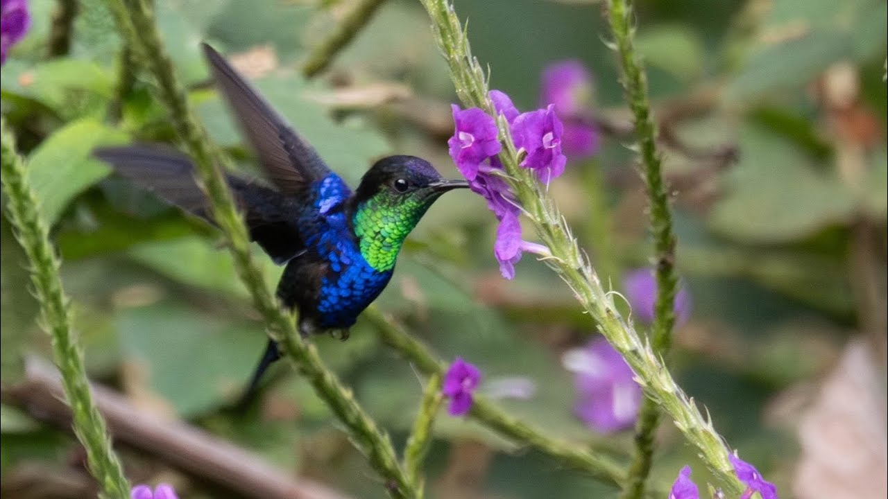 Birding Costa Rica with Len Sander - April 17, 2024