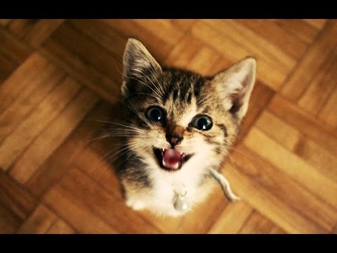 Vtipné Mačky A Mačiatka Mňaukanie. Kompilácie 2015 [Nové HD]