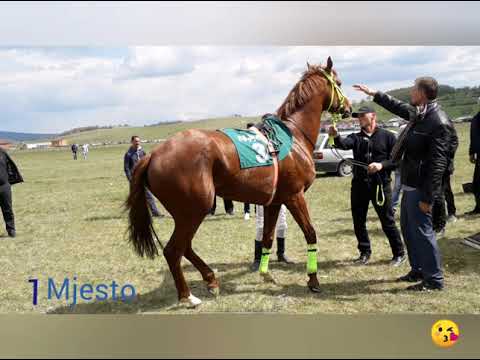 Trka konja Delimeđe 02.05.2019.Dzafi dominira.