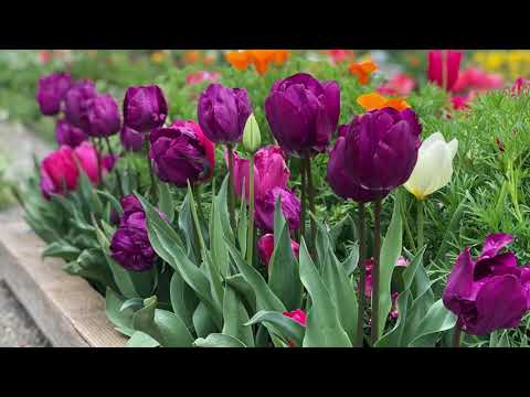 The Bulb Guy’s Garden 2020 aka Richard Santoro