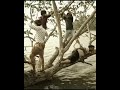 Friendship WhatsApp Status Video Parava Ego Williwllian Whatsappststus Trendin Frindship