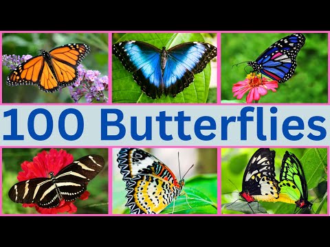100 Magical Butterflies You Need To See RIGHT NOW