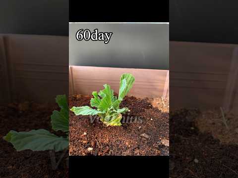 白キャベツ 植物