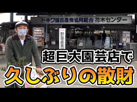 園芸 傘松、ピニオン松、松の木