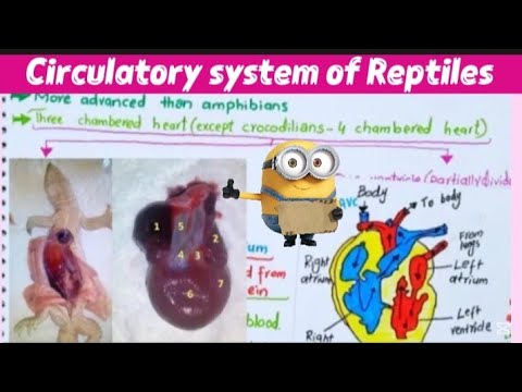 Circulatory system of Reptiles|BSc and MSc Zoology|Detailed Notes 