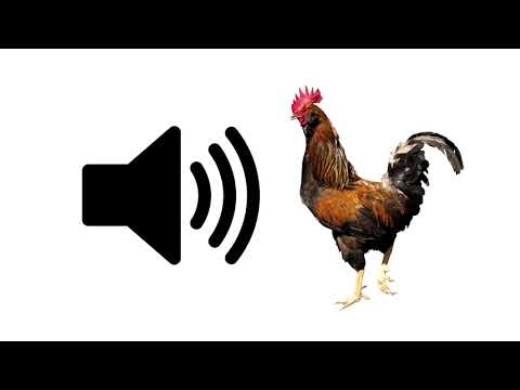 Rooster - Sound Effect | ProSounds