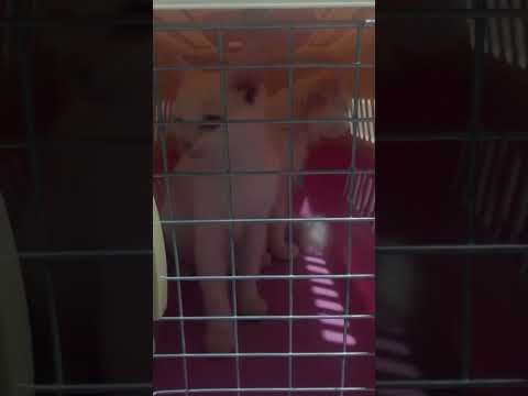 Cute and funny cat 😻🌈🎉 #shorts #cats #viral #trending