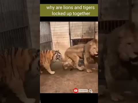 Tiger vs Lion fighting #shorts AnimalTube - World of animals