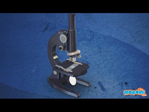 Parts of a microscope
