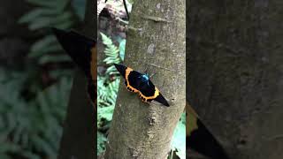 Strolling Butterfly - UGA Gallery