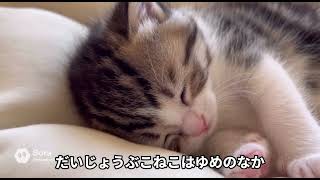 【こねこのおさんぽ】#cal#子ネコ#猫動画 #pets #cute #好きな子猫#猫のいる暮らし#猫好きさんと繋がりたい#猫のいる生活#可愛い猫#よちよち子猫#music#aivideo 
