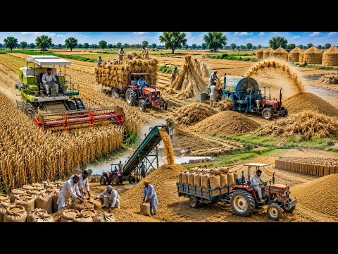 Incredible Traditional Wheat Farming Process Harvesting, Threshing & Storage Amazing Work