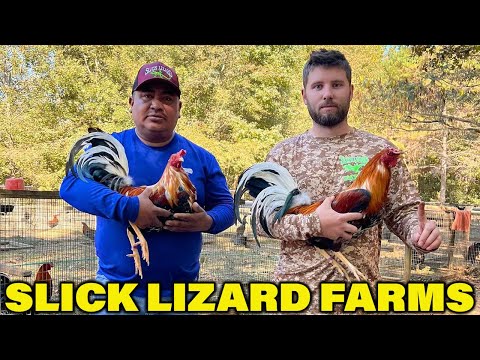 Sweater 4 Webber Slick Lizard Farms in Alabama USA - Farm Visit