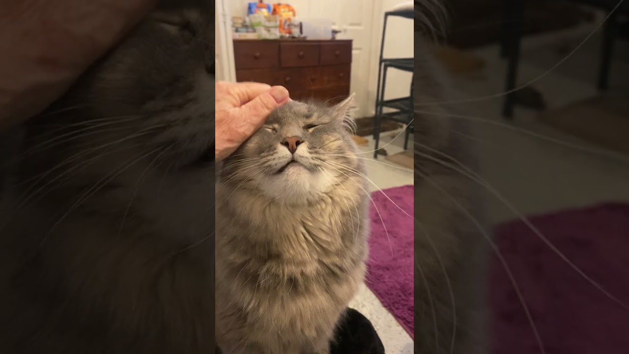 Enlarge Muffin AKA Woody, an adoptable Domestic Long Hair in Fairfax, VA video 5/6