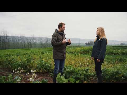 KWS Zwischenfrucht-Schaugarten: Dünger in den Zwischenfrüchten?