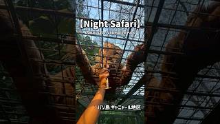動物好きにオススメ🦁【バリ島のナイトサファリパーク】　#バリ島 #バリ島旅行 #バリ島情報 #バリ島観光 #サファリ