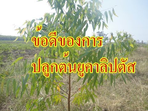 มดลูกโรคสะเก็ดเงิน Neurodermatitis ไฮโดรเจนเปอร์ออกไซด์