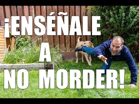 3 Trucos para que tu PERRO no MUERDA ni DESTROCE (INFALIBLE!)