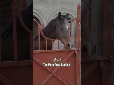 , title : 'Fars e Antique|| The Pure Arab Stallion | Son of PRIMUS S ||'