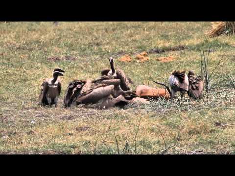 Vultures fighting for a carcass
