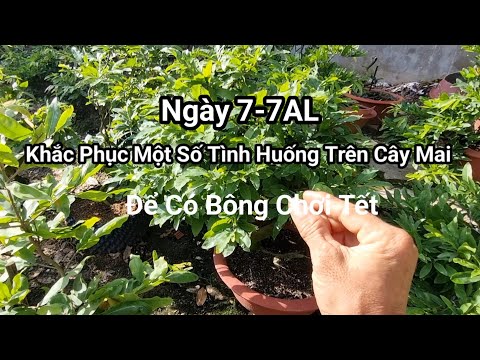 How to Overcome Situations On Apricot Trees JulyAL.