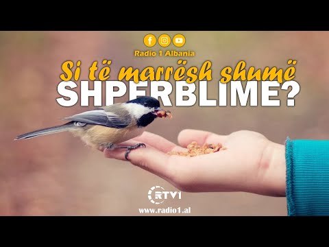 Si të marrësh shumë shpërblime