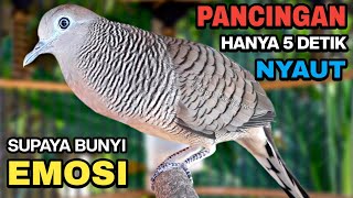 Download lagu Perkutut Lokal Gacor Suara Besar Pancingan Burung Perkutut Agar Cepat Bunyi. mp3 Download lagu Perkutut Lokal Gacor Suara Besar Pancingan Burung Perkutut Agar Cepat Bunyi. mp3