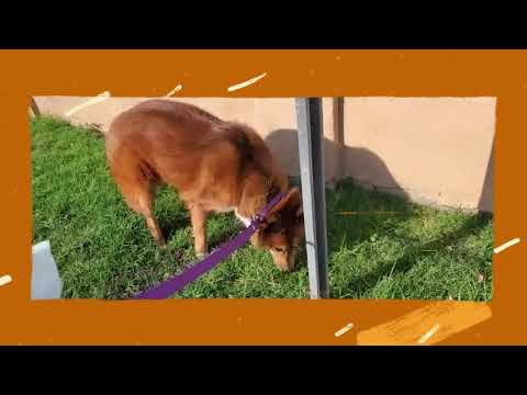 Crystal the Pet Nanny. LLC video.