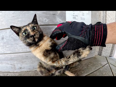 庭を猫から守る: 猫を遠ざけるための 5 つのヒント