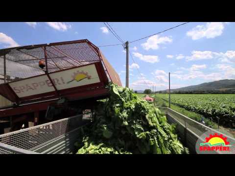 Spapperi S.r.l. - Tobacco Line for mechanized growing processes