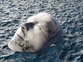 TOMMY CASH - PRORAPSUPERSTAR (OFFICIAL ...