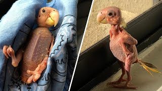Featherless Blondie may be the world&#39;s strangest parrot. And the most beautiful.