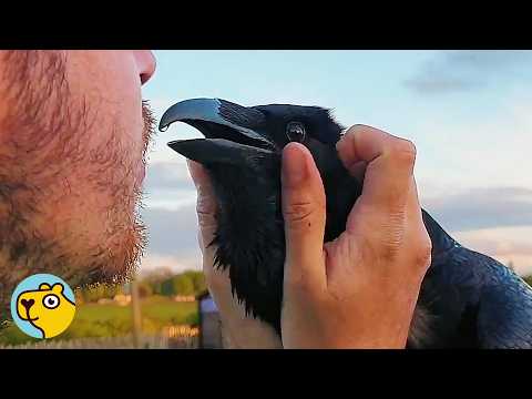 Smart Raven Steals Everything To Get Attention