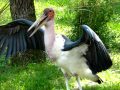 Marabou Stork Large Bird Lowry Park Zoo Tampa FL Canon S5 IS
