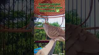 Download lagu Perkutut lokal nusantara - masteran singkat1912 mp3