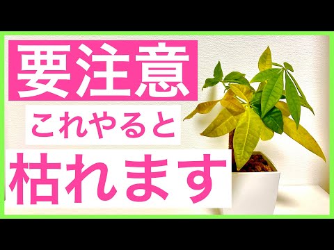 パキラの花の作り方は？理想的な状態を作り出すために、次の 5 つのメンテナンスのヒントに従ってください。  庭園