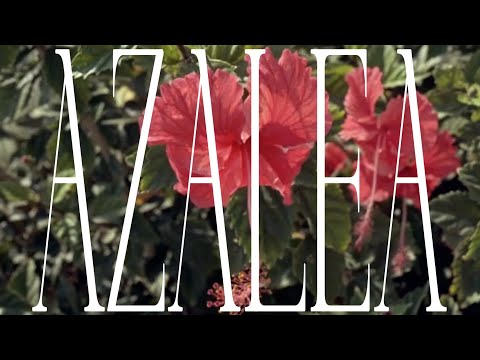 ✩azalea✩ FREE unique ambient loopkit @beatsbystars