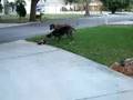 Great Dane Exercise