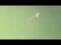 Modest Mouse - Interlude (Milo) (Instrumental) [Stem Filtered]