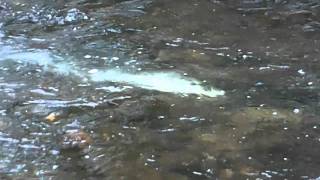 preview picture of video 'Salmon Spawn in a creek near Rochester, NY'