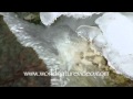 Icicles Close Up Nature Video Stock Footage 0546