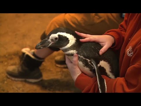 Penguins get annual checkups at John Ball Zoo - YouTube